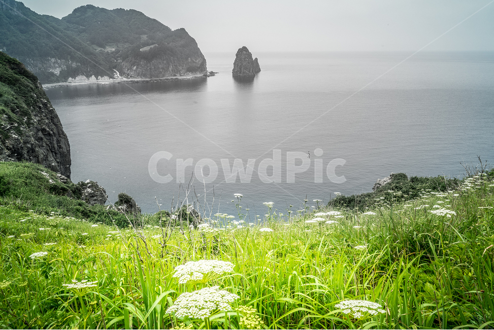 대한민국,경상북도,울릉군,울릉도,전경,꽃,섬,자연,풍경,nature,landscape,한국자연풍경,한국자연경관,korea nature landscape,promontory,곶,outdoors,옥외,shoreline,해안선,water,물,ocean,대양,sea,바다,land,땅