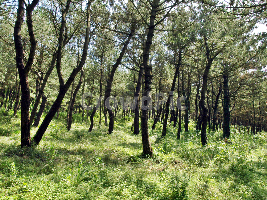해송길,송악산,올레10코스,올레,서귀포시,제주,숲,자연,풍경,nature,landscape,vegetation,초목,plant,식물,woodland,삼림지,forest,land,땅,outdoors,옥외,tree,나무,grove,작은 숲