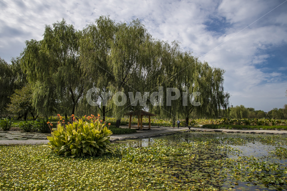 풍경,나무,초록,연못,쉼,자연,풍경,nature,landscape,한국자연풍경,한국자연경관,korea nature landscape,plant,식물,tree