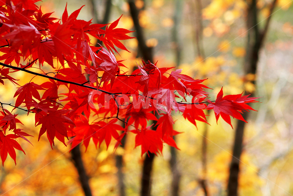 단풍,가을,붉은단풍,노란단풍,홍단풍,가을,계절,fall,autumn,season,leaf,잎,plant,식물,tree,나무,maple