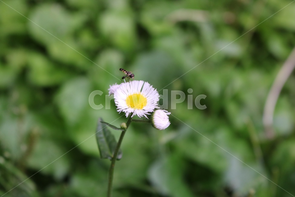 곤충,생명,꽃,계란꽃,식물,초록,흰색,노랑,insect,life,flower,eggflower,plants,green,white,yellow,konchuu,hana,tamagohana,shokubutsu,midori,shiro,kiiro,자연,nature,식물,자연,plants,nature,꽃,flower,동물,animal,곤충,벌레,insect,bug