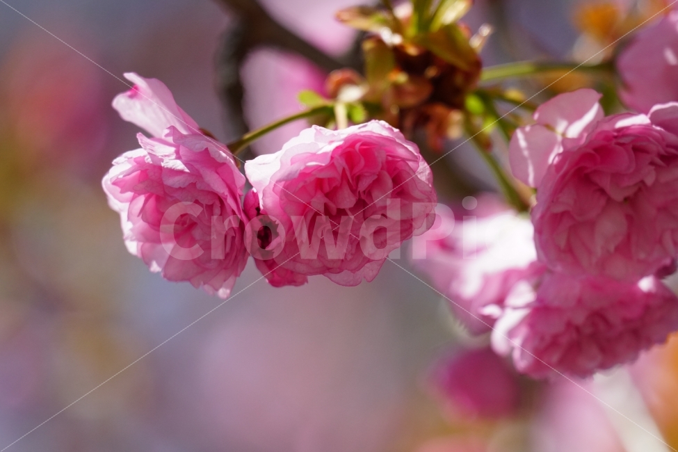 겹벚꽃,봄,꽃,플라워,나무,나뭇가지,하늘,이파리,자연,flower,nature,tree,spring,4월,식물,계절,season,감성,접사,macro,풍경,landscape,꽃사진,스냅,스넵,snap,경치,마크로,closeup,클로즈업,푸른하늘,sky,힐링,healing,식물,자연,plants,nature,봄,계절,spring,season,꽃,flower,plant,blossom