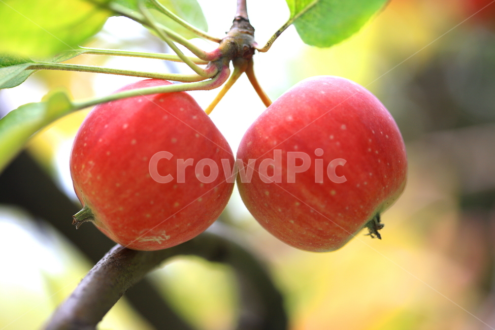 과일,열매,식품,사과,나무,식물,자연,plants,nature,과일,열매,fruit
