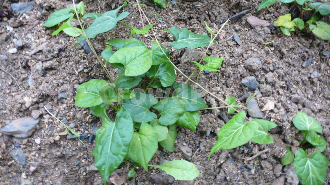 하수오,식물,약초,덩굴식물,여름,자연,식물,자연,plants,nature