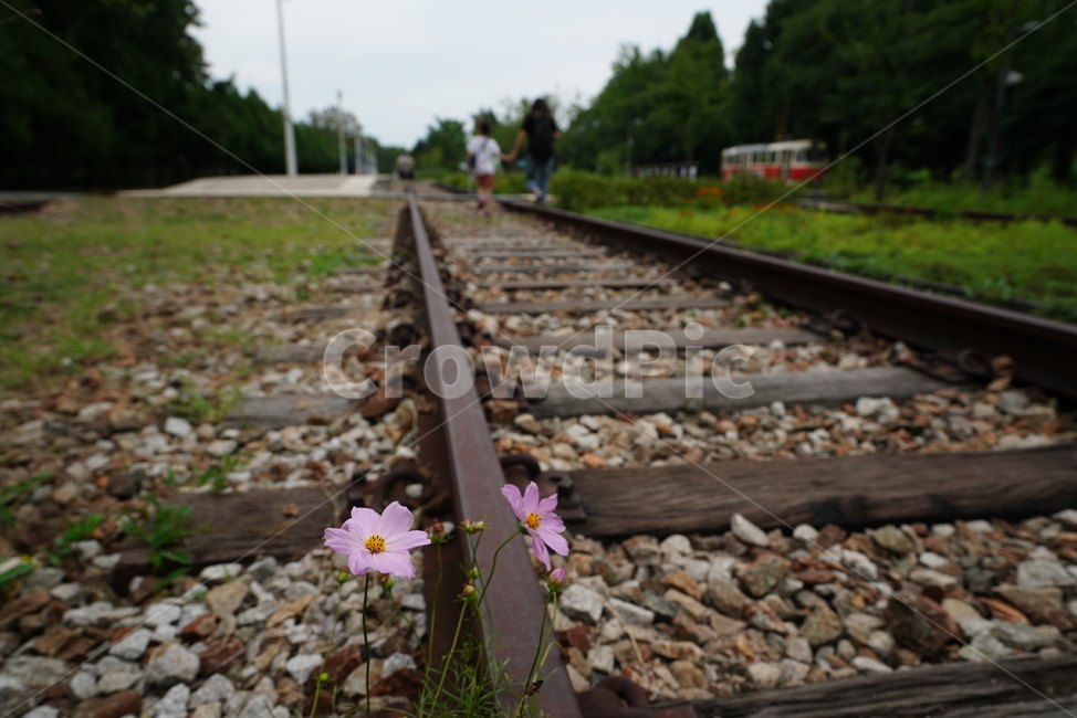 레일,rail,기찻길,길,road,교통,railway,transportation,철도,꽃,코스모스