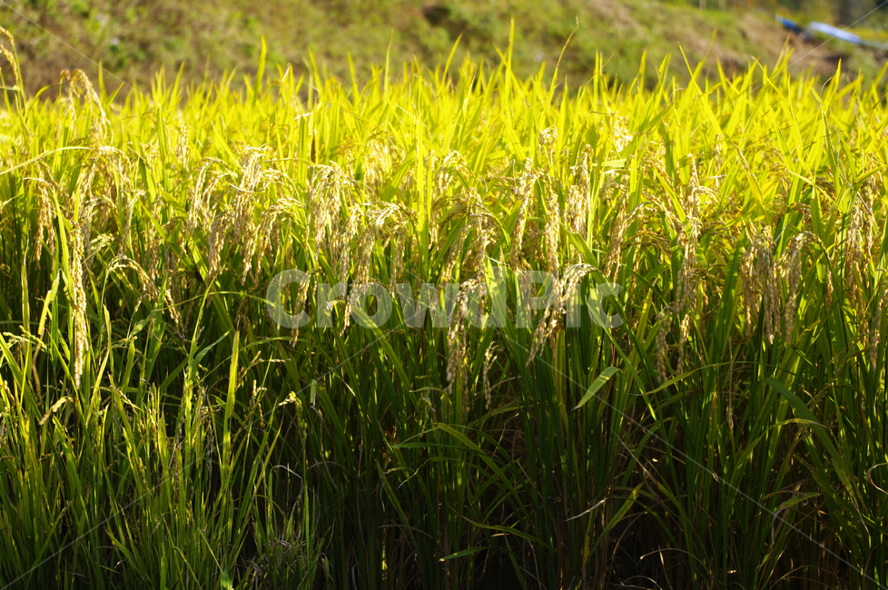 논,벼,곡식,가을,쌀,산업,industry,industrial,농업,농사,agriculture,farming,farming industry