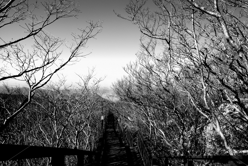 해남,두륜산,케이블카,나무,산,등산,흑백,흑백사진,여행,여행사진,쓸쓸,쓸쓸함,혼자,lonely,alone,haenam,cablecar,trees,wood,forest,mountain,tracking,climbing,monochrome,blackandwhite,travel,trips,자연,풍경,nature,landscape,흑백,모노톤,monochrome,black and white