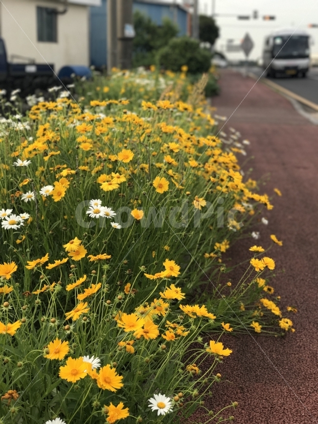 제주도,자연,무보정,꽃,들꽃,노란색,식물,자연,plants,nature,꽃,flower