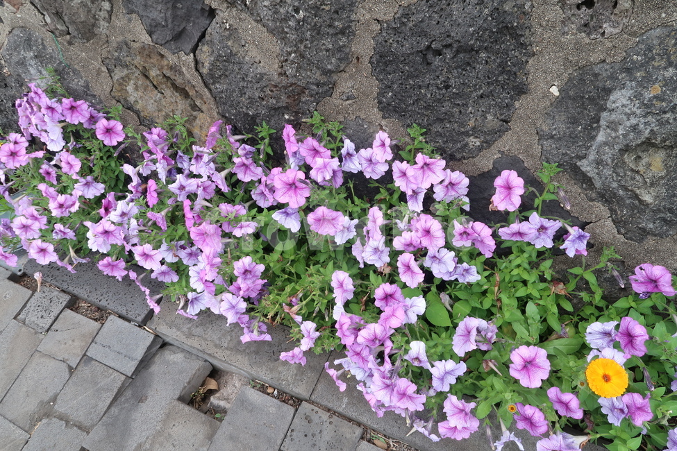 flower,blossom,꽃,plant,식물,풀,초록,보라꽃,꽃길,벽,grass,green,purple,road,wall,봄,spring