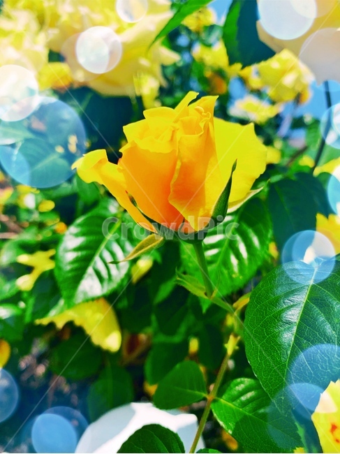 plant,식물,blossom,꽃,flower,장미,식물,자연,plants,nature,꽃,flower