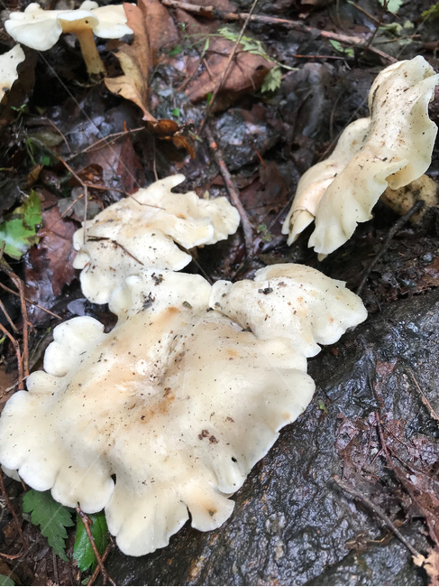 버섯,mushroom,식물,plants,자연,nature,버섯,mushroom