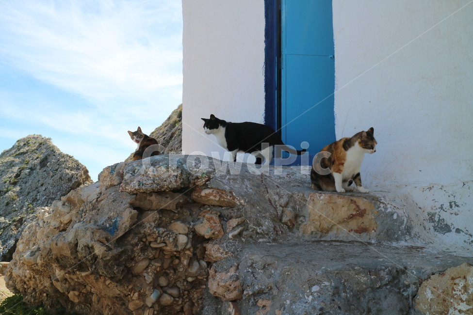 고양이,동물,집,바위,포유류,animal,nature,cat,감성,길냥이,가족,동물,animal,포유류,mammal,고양이,cat,kitten,kitty