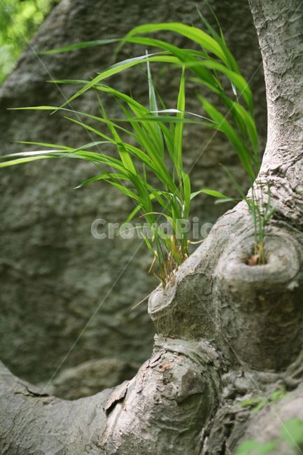 나무,산,고목,잡초,접사