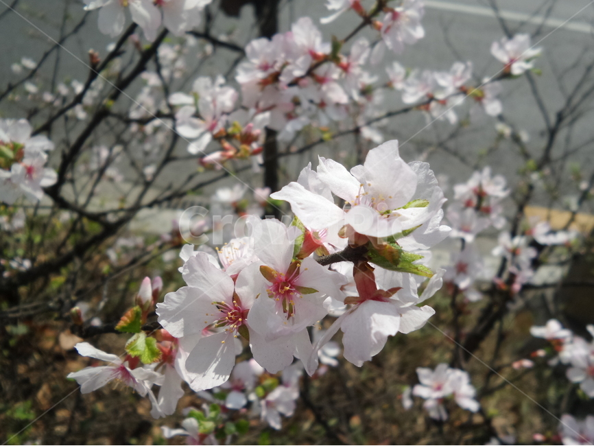 벚꽃,꽃,풍경,봄,꽃길,봄,계절,spring,season,식물,자연,plants,nature,꽃,flower,plant,blossom