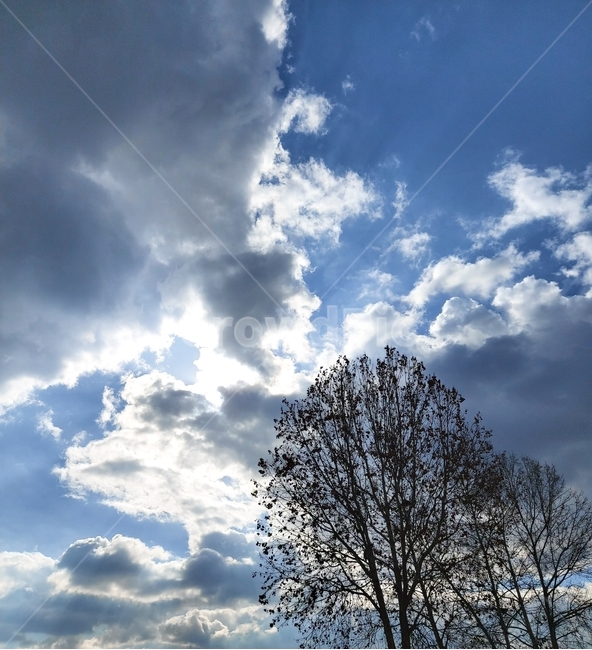 nature,자연,outdoors,옥외,weather,날씨,구름,cloud,하늘,sky,나무,빛,흐린구름,비온뒤하늘