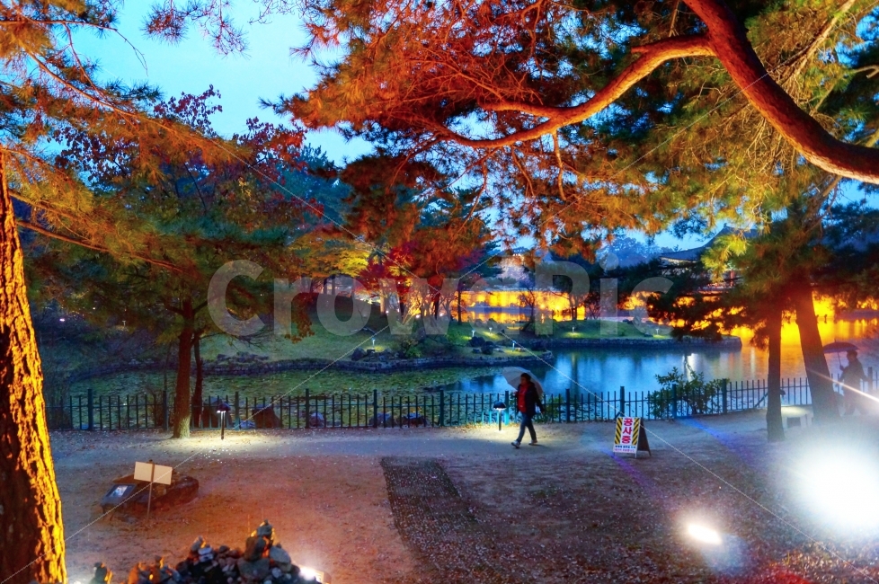 야경,경주,안압지,공사중,호수,단풍,한국전통,한국문화,korean traditional,korean culture,자연,풍경,nature,landscape,가을,계절,fall,autumn,season,tree,나무,plant,식물,maple