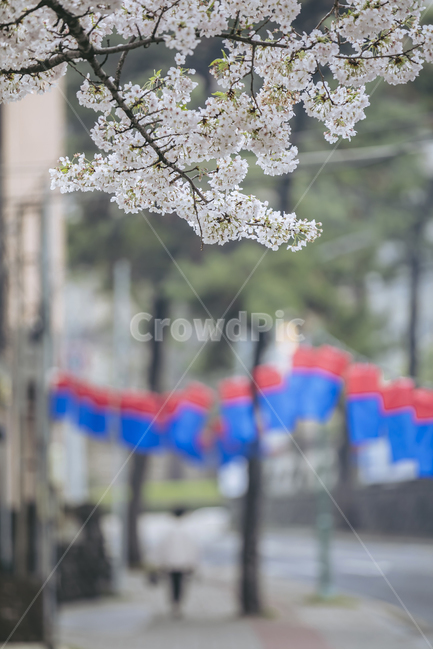 봄,제주,제주도,전농로,벚꽃,벚나무,만개,행인,도시,길,연등,plant,식물,flower,꽃,blossom