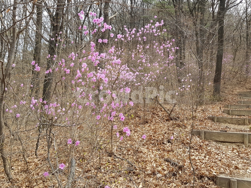 산,진달래,봄,자연,풍경