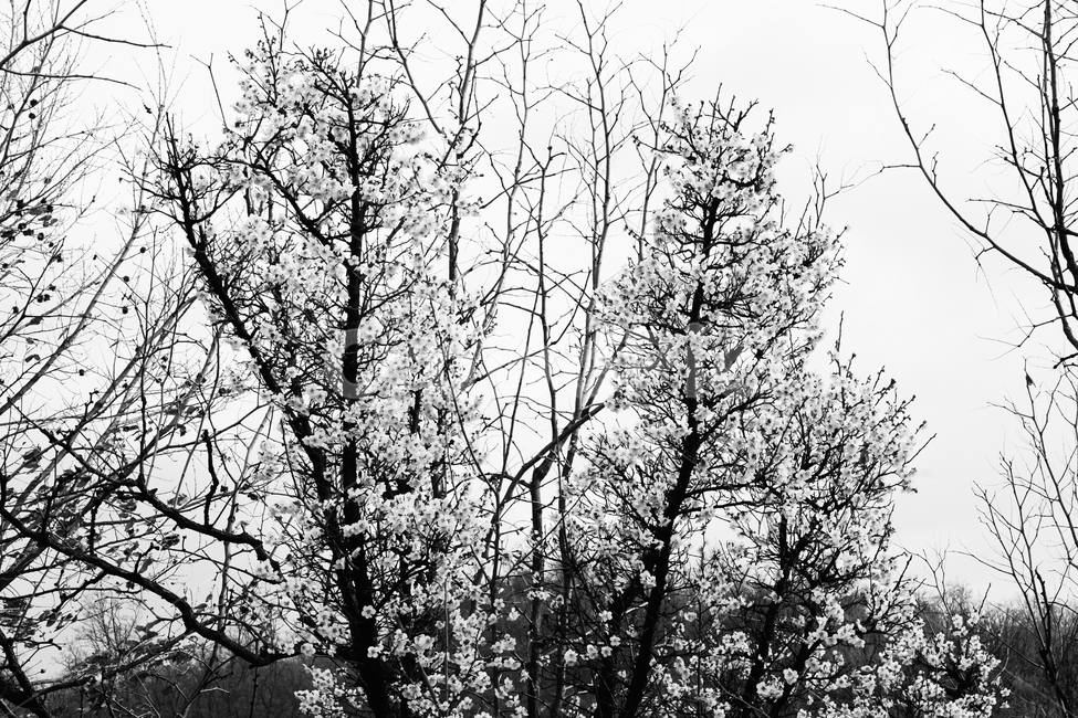 매화,꽃,식물,생화,나무,조화,풍경,하늘,sky,백매화,flower,plant,wood,nature,흑백,흑백사진,blackandwhite,blackandwhitephoto,봄,계절,spring,season,식물,자연,plants,nature,꽃,flower,나무,trees,wood,흑백,모노톤,monochrome,black and white,outdoors,옥외,ice,빙,snow,눈,frost,서리