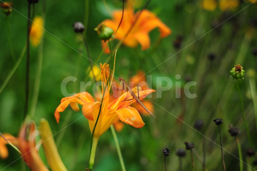 사마귀,좀사마귀,곤충,동물,자연,봄,가을,꽃,식물,자연,plants,nature,꽃,flower,동물,animal,곤충,벌레,insect,bug