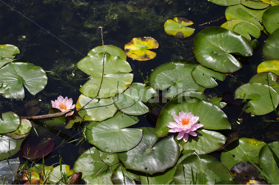 연못,수련,수생식물,식물,자연,꽃,flower,color,식물,자연,plants,nature,꽃,flower
