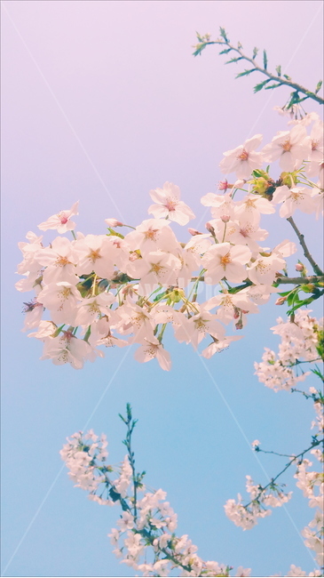 벚꽃,봄,하늘,나무,자연,분홍,오밀조밀,봄,계절,spring,season,식물,자연,plants,nature,꽃,flower,색깔,색상,색채,색감,color sense,color sensitivity,feeling of color,plant,blossom