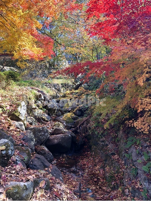 단풍나무,시냇물,자연,풍경,산,광주,무등산,물,돌,나무,단풍,가을,season,fall,autumn,tree,stream,경치,mountain,맑음,햇빛,가을,계절,fall,autumn,season,plant,식물
