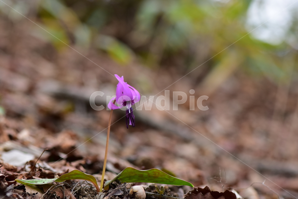 얼레지,야생화,봄,꽃,풀꽃,자연,식물,식생,plants,nature,spring,season,flower