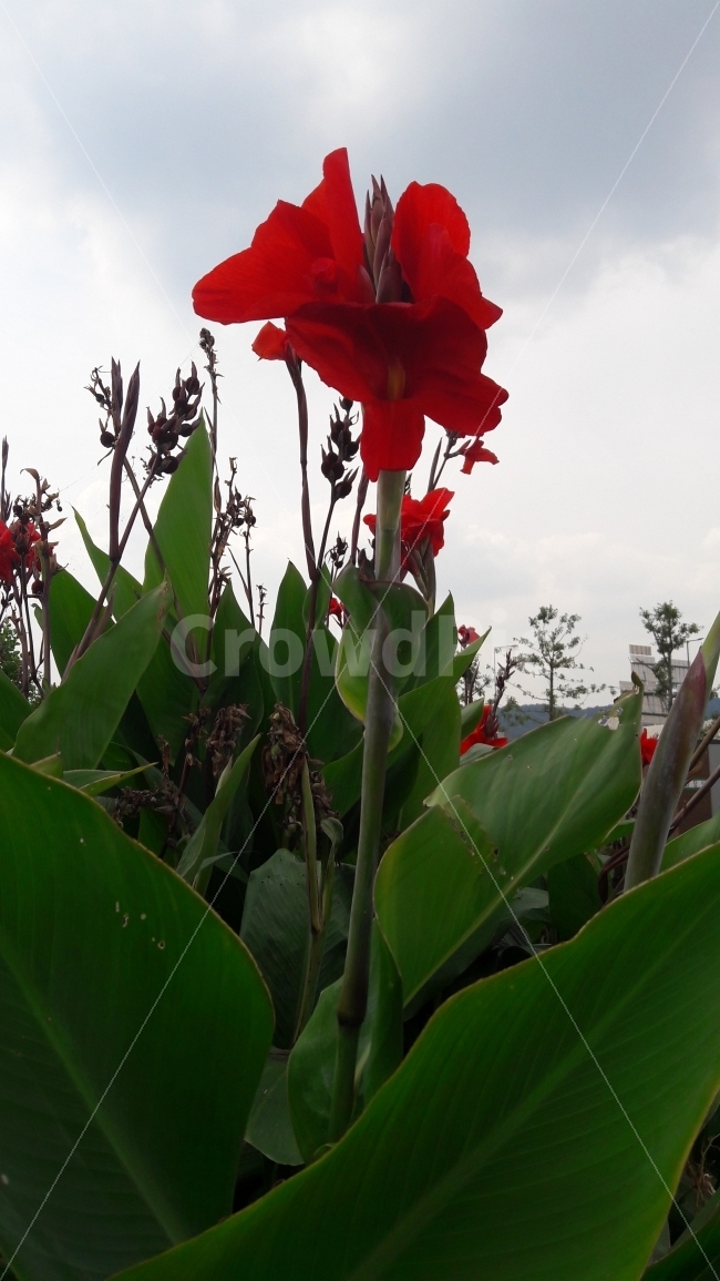 꽃,칸나,붉은,하늘,존경,식물,자연,plants,nature,꽃,flower