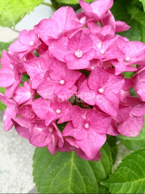 수국,꽃,분홍꽃,식물,꽃잎,자연,화분,식물,자연,plants,nature,꽃,flower