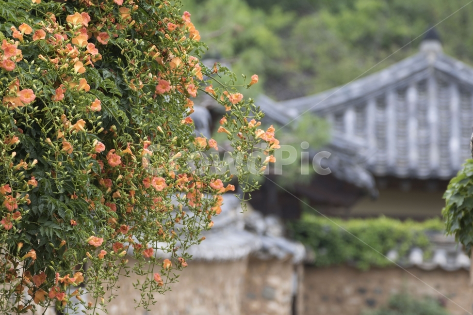 능소화,고택,흙담,꽃,전통가옥,사진,단독사진,디자인,소스,포토,사진자료,배경,배경사진,풍경,자연,환경,실외,낮,식물,봉오리,꽃봉오리,잎,꽃잎,봄꽃,6월,7월,꽃밭,아웃포커스,접사,근접,돌담,기와,고풍,초록,주황,동양,아시아,시골,한국전통,전통문화,여름,오렌지색,식물,자연,plants,nature,꽃,flower