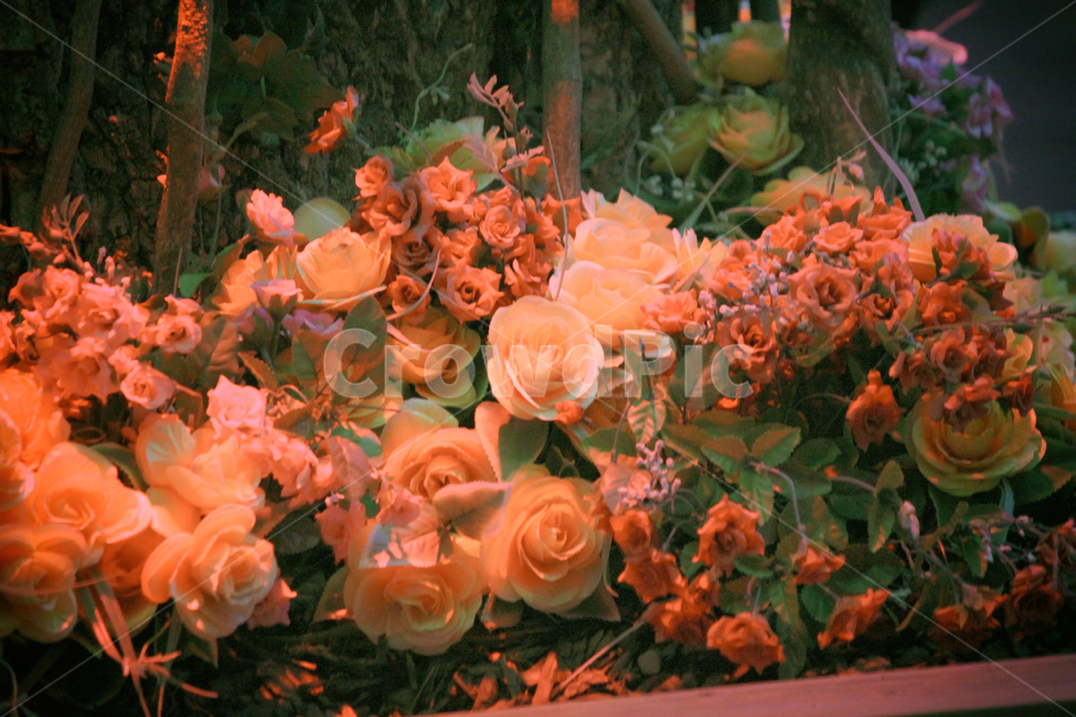 꽃,장미,축제,야경,빛,식물,flowers,rose,festival,night,nightphotography,밤,저녁,plant,light,식물,자연,plants,nature,꽃,flower