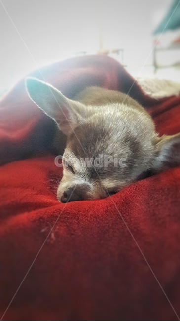 강아지,반려견,잠,치와와,이불,동물,animal,포유류,mammal,개,강아지,dog,doggy