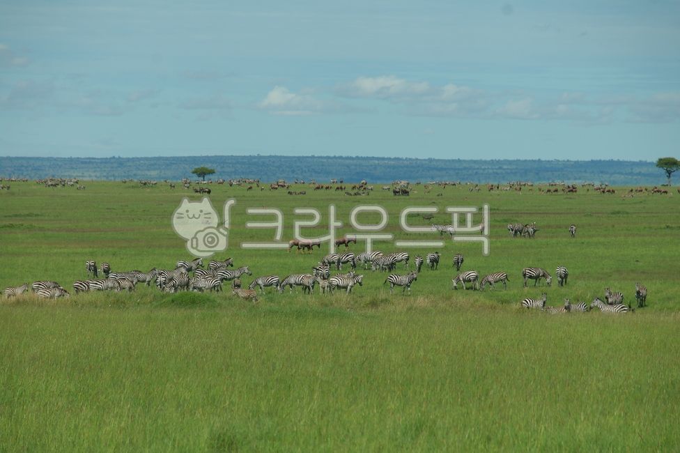 사파리,얼룩말,케냐,마사이마라,마프리카,대초원