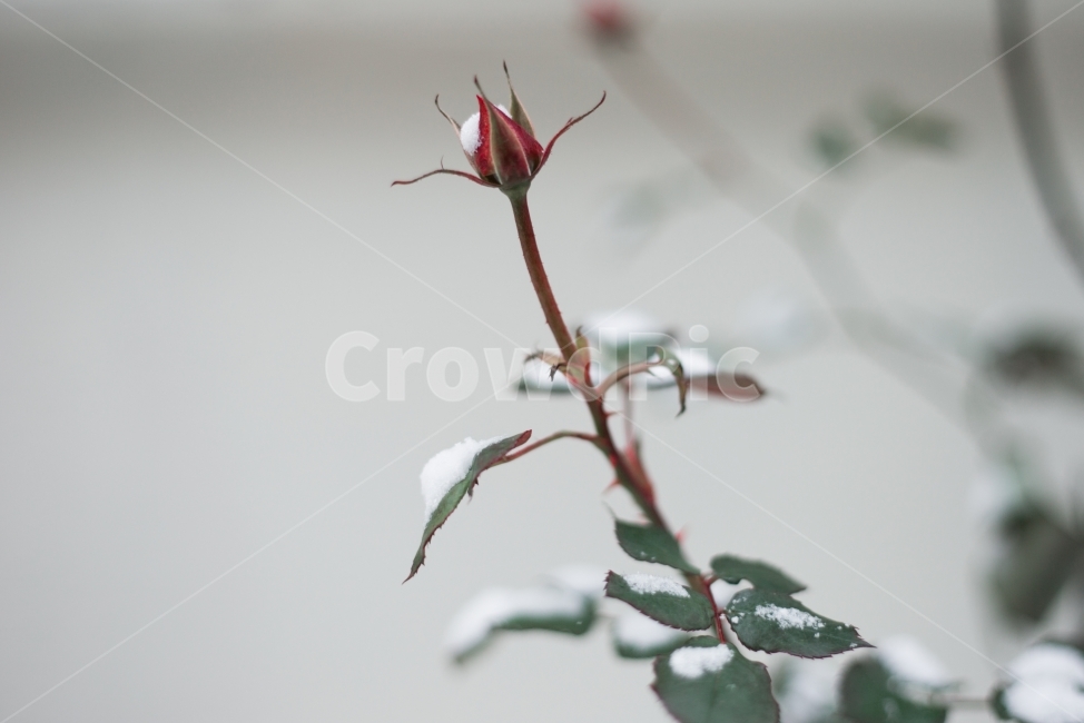 눈,snow,white,하얀,화이트,눈밭,설경,폭설,제주,겨울,여행,빛,겨울사진,winter,light,jeju,korea,한국,감성,감성사진,스냅,햇살,햇빛,제주도,하얀색,장미,장미꽃,겨울장미,꽃봉우리,잎,줄기,겨울,계절,winter,season,식물,자연,plants,nature,꽃,flower