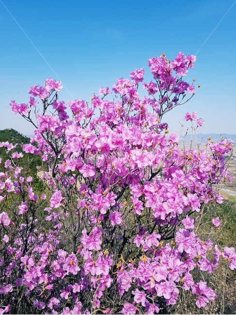 진달래,봄,풍경,꽃,핑크,분홍,봄,계절,spring,season,자연,풍경,nature,landscape,식물,plants,꽃,flower,plant,blossom