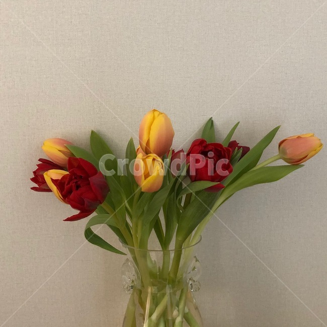 plant,식물,flower,꽃,blossom,tulip,feeling,sensible,망고튤립,자몽튤립,겹튤립,색감,색채,자연,감성,배경,봄,봄꽃,시즌,이벤트,그림,수채화,컨셉,콘셉,식물,자연,plants,nature,꽃,flower