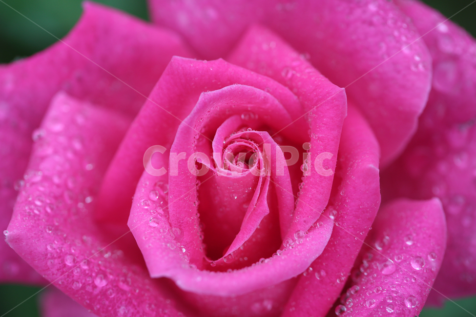 꽃,장미,빗방울,flower,rose,raindrop,식물,자연,plants,nature,꽃,flower
