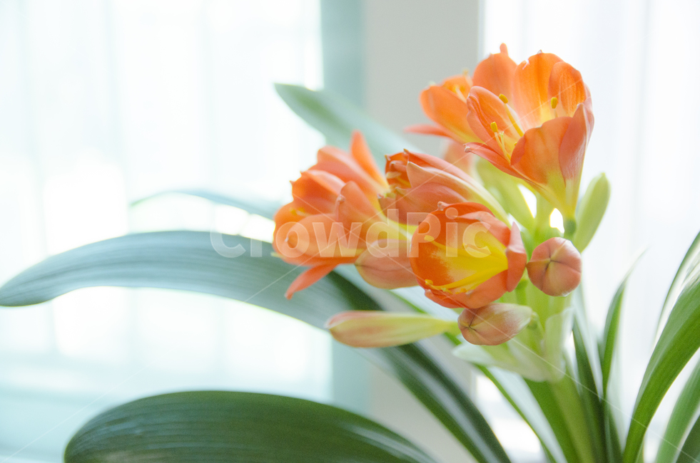 plant,식물,blossom,flower,꽃,kaffirlily,군자란,난,주황색,뷰티풀,아름다움,향기로움,식물,자연,plants,nature,꽃,flower