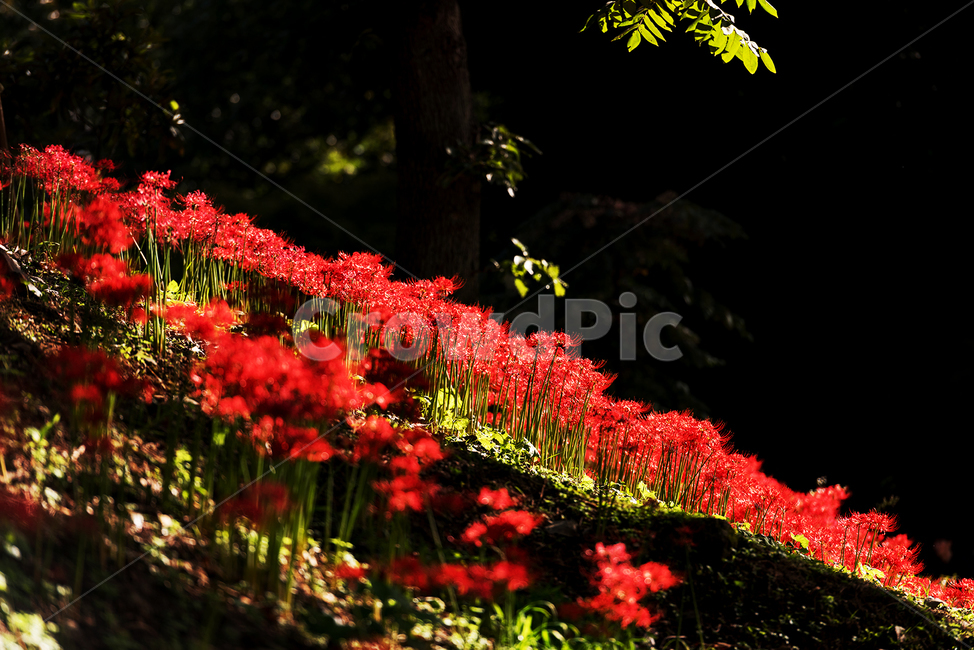 배경,꽃,상사화,꽃무릇,빛받은꽃,대비,사랑,못이룬사랑,식물,자연,plants,nature,꽃,flower