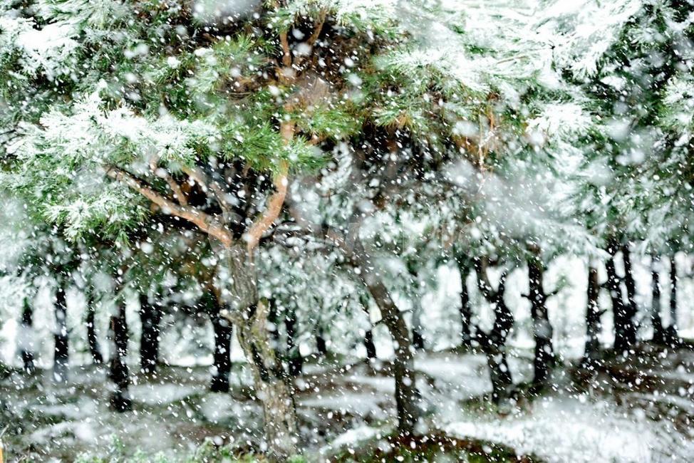 소나무,눈,겨울,눈발,분위기,겨울,계절,winter,season,자연,풍경,nature,landscape,식물,plants,나무,trees,wood,outdoors,옥외
