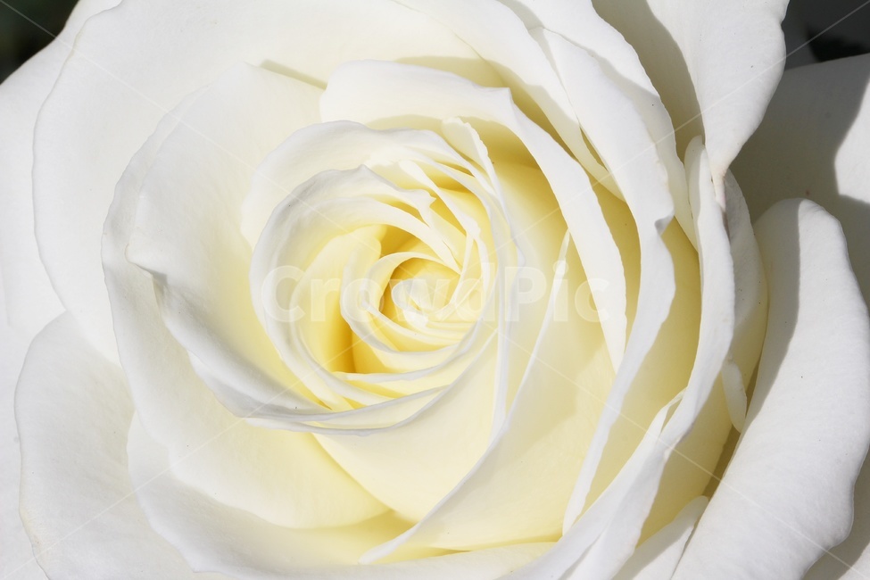 장미,꽃,식물,흰장미,자연,봄꽃,plant,blossom,flower,rose,꽃,flower