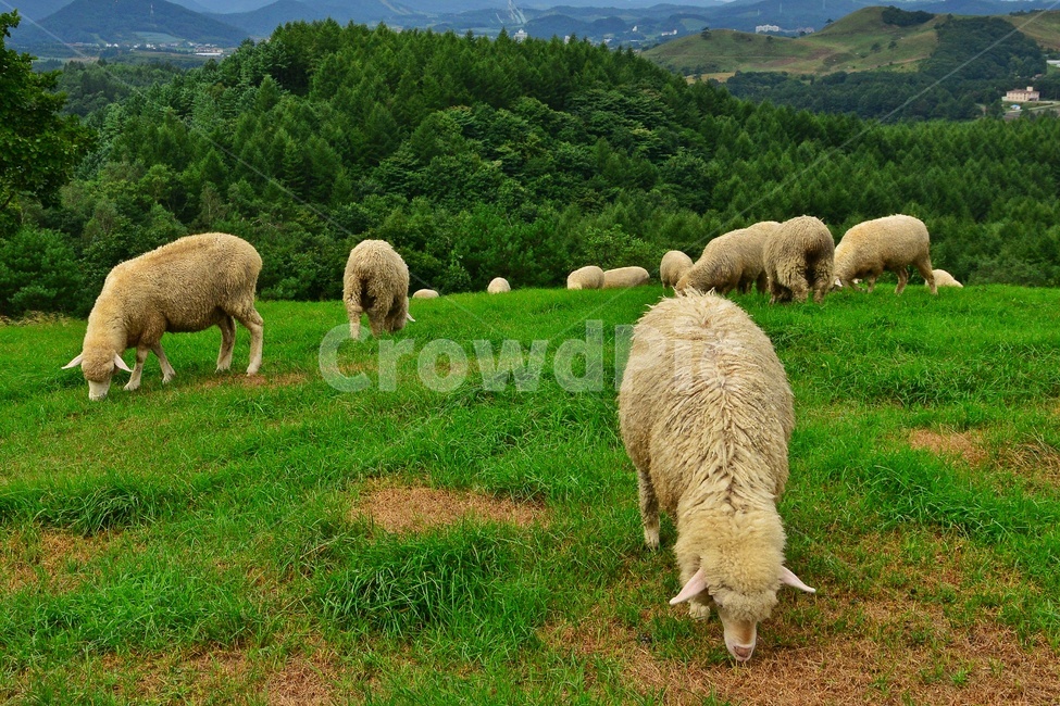 강원도,평창,대관령,양떼목장,field,들,outdoors,옥외,grassland,animal,동물,sheep,양,mammal,포유류,nature,자연,rural,농촌,farm,pasture,목장,ranch,농장,grazing,방목,meadow,목초지,경치,경관,풍경,동물,animal,포유류,mammal,목축업,목장,livestock farming,ranching,pasture
