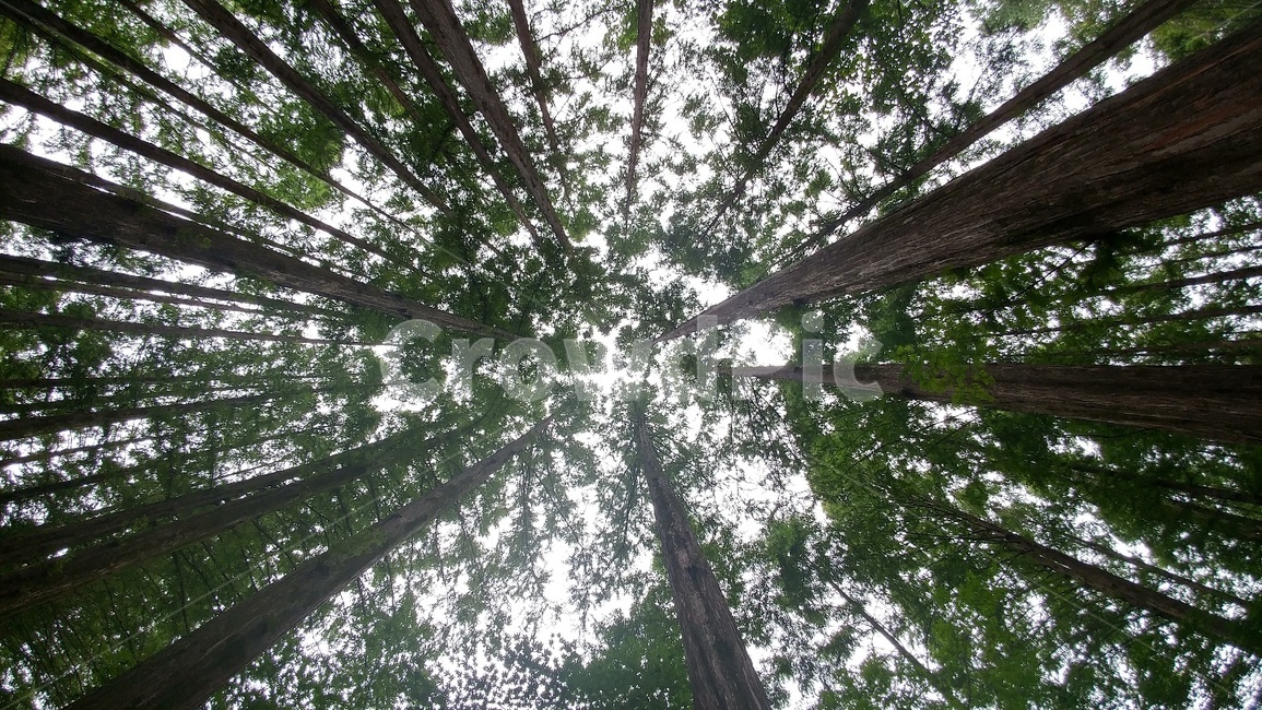 나무,휴양림,식물,tree,자연,숲속,식물,자연,plants,nature,나무,trees,wood