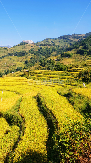 landscape,경치,outdoors,옥외,nature,자연,scenery,풍경,사파,계단식논,판시판,sapa