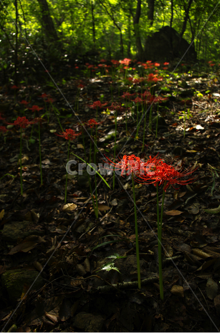 꽃,flower,꽃무릇,식물,color,red,식물,자연,plants,nature,꽃,flower