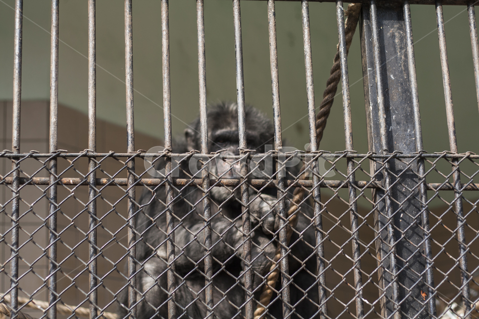 동물원,동물,zoo,철장,우리,사육,animal,동물,animal,포유류,mammal