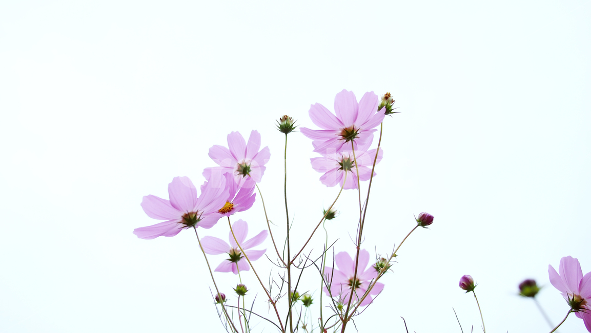 해바라기,가을꽃,cosmos,코스모스,꽃밭,꽃봉우리,가을,가을,계절,fall,autumn,season,식물,자연,plants,nature,꽃,flower,plant,daisies,데이지,blossom,daisy