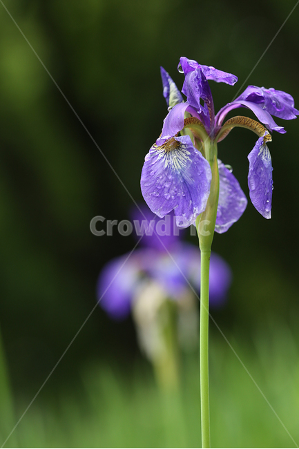 꽃,자연,붓꽃,제비붓꽃,초록,보라,flower,nature,aflag,green,purple,식물,자연,plants,nature,꽃,flower