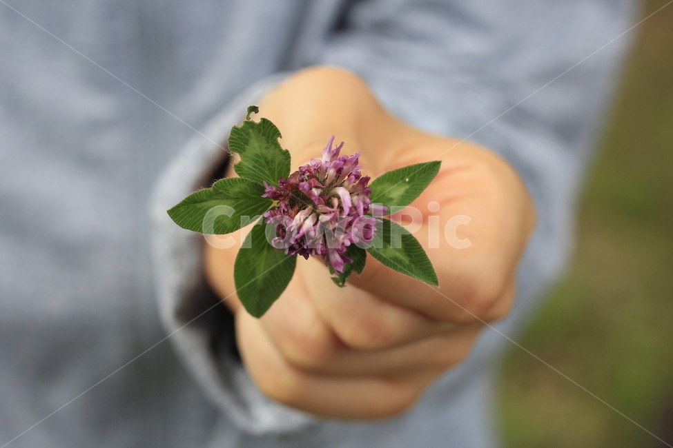 꽃,자연,식물,plant,flower